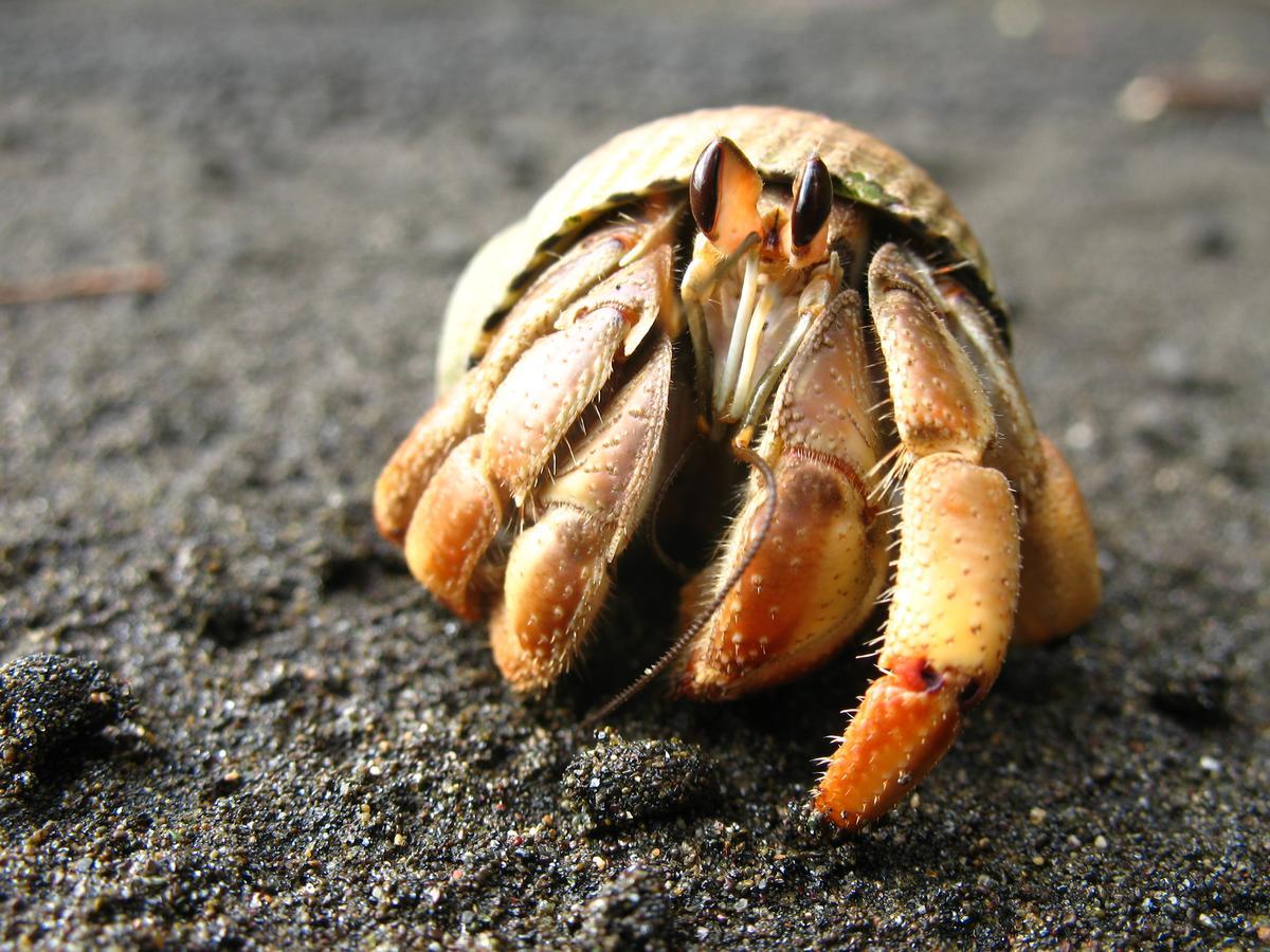 Mapara Crab Lodge バイーア・ソラノ エクステリア 写真