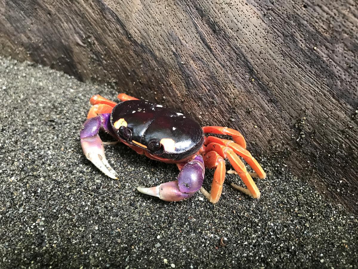 Mapara Crab Lodge バイーア・ソラノ エクステリア 写真